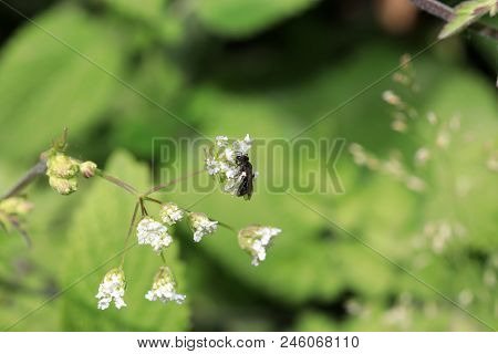 Wild Bees Are All Bee Species Of The Superfamily Apoidea With The Exception Of Honeybees And Not Abo