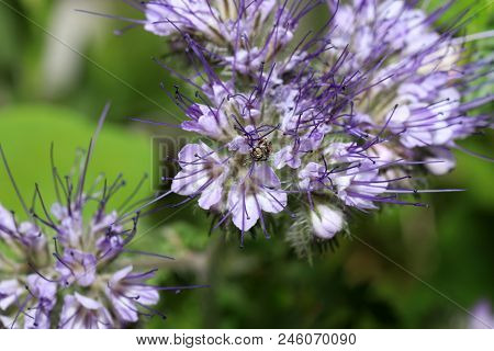 Wild Bees Are All Bee Species Of The Superfamily Apoidea With The Exception Of Honeybees And Not Abo