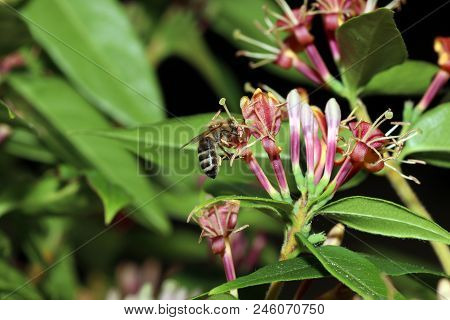 Wild Bees Are All Bee Species Of The Superfamily Apoidea With The Exception Of Honeybees And Not Abo