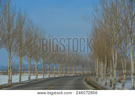 Rural Road With Row Of Trees