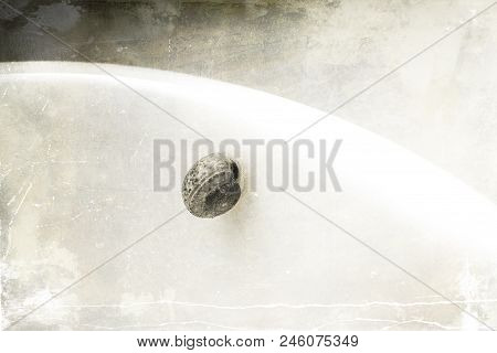Beautiful Summer Little Tiny Snail On A White Background Textured Background