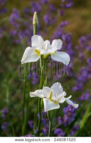 White Iris Flowers Macro In The Sunlight On Natural Green Background. Beautiful Iris Blossom. Bloomi