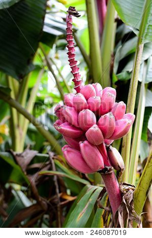 Musa Velutina, Commonly Known As Pink Banana Or Hairy Banana, With Ripe Fruit