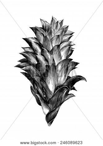 Prickly Flower Bud Aechmea Magdalenae