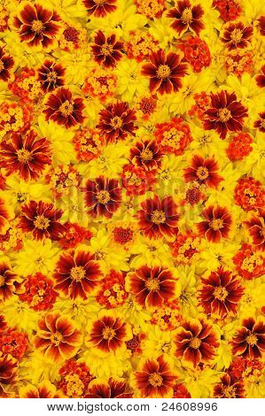 Rudbeckia laciniata Lantana camara Tagetes - flower heads