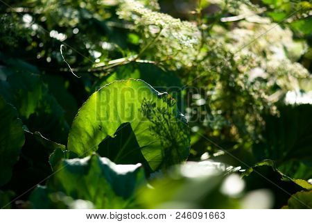A Cabbage Leaf Glows In The Summer Sunlight Of A Veggetable Garden.