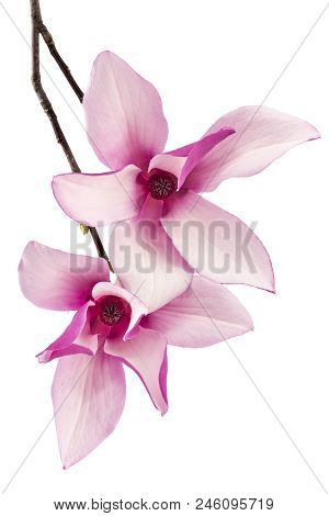 Two Beautiful Pink Spring Magnolia Flowers, Magnolia Liliiflora, On A Tree Branch Isolated On White