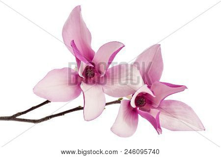 Two Beautiful Pink Spring Magnolia Flowers, Magnolia Liliiflora, On A Tree Branch Isolated On White