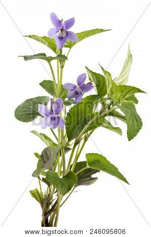 Beautiful Violet Spring Viola Flowers, Viola Reichenbachiana, Dog Violet, With Branches And Leaves I