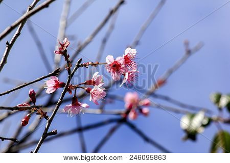 Prunus Cerasoides Are Beautifully Blooming In Nature When In Winter.