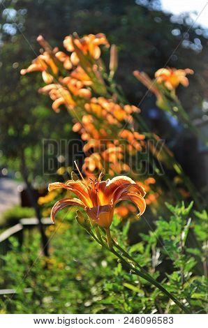 Lily Bushes In The Garden Under The Evening Sunlight