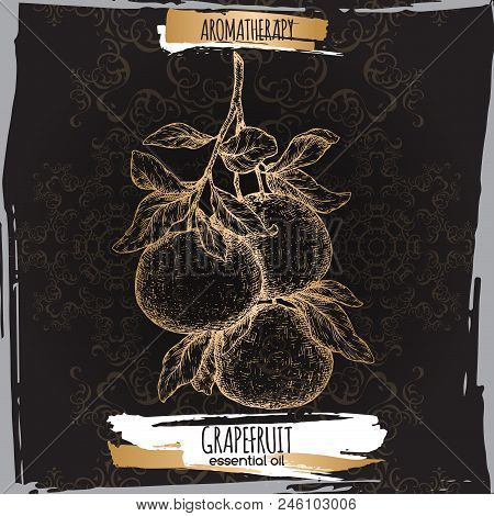 Citrus Paradisi Aka Grapefruit Sketch On Black. Aromatherapy Series. Great For Traditional Medicine,