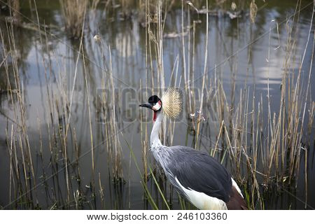 Grey Crowned Crane