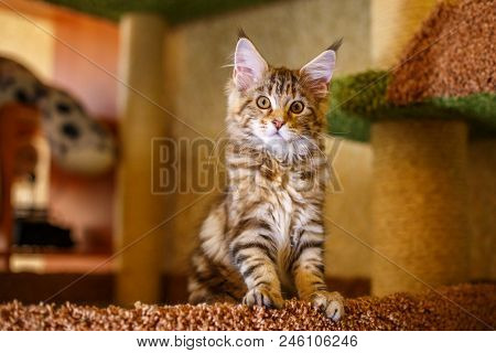 Beautiful Multi-colored Home Cat Sitting, Pets Breed Maine Coon