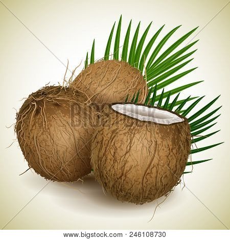 Vector Illustration - Coconut Whis Palm Leawes