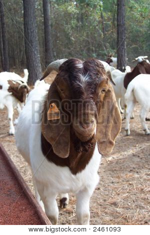 Goatfarm 022