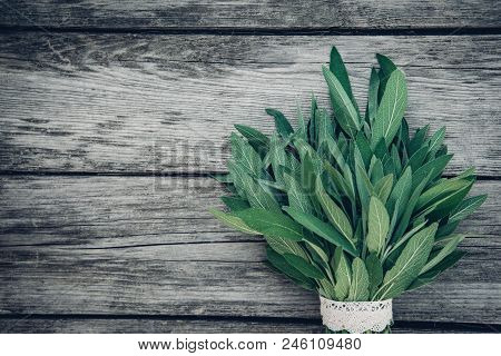 Salvia Officinalis. Sage Leaves On Old Wooden Table. Garden Sage. Handmade Lace. Retro Magazine Pict
