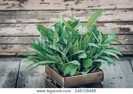 Salvia Officinalis. Sage Leaves On Old Wooden Table. Garden Sage. Rustic Wooden Box And Handmade Lac