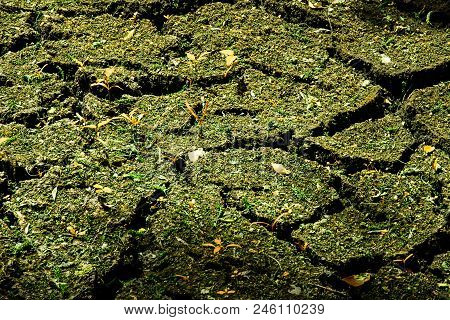 Cracked Soil And Plants On It The Concept Of The Environment Is An Exciting Nature