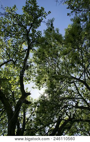Trees And Tree Trops With Sun Against The Sky