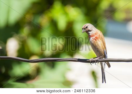 Tapdog, Creeper, Bird Of The Passerine Family Sitting On The Wire And Looking Close Up