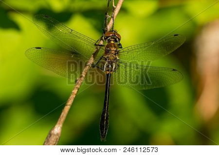 A Racket-tailed Emerald Hanging From A Perch In A Bog.