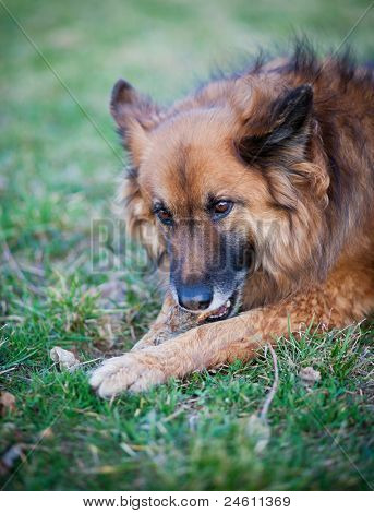 Belgisk Hyrdehund