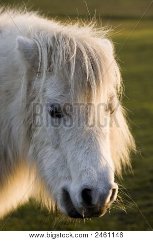 Bosque nuevo Pony
