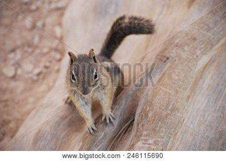 Cute Wondering Golden-mantled Ground Squirrel, Nature Wildlife