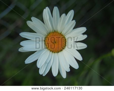 Chamomile Flower. White Petal. The Background Of The Photo Is Blurred.