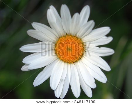 Chamomile Flower. White Petal. The Background Of The Photo Is Blurred.