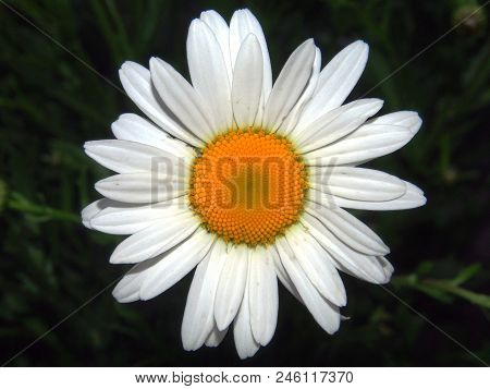 Chamomile Flower. White Petal. The Background Of The Photo Is Blurred.