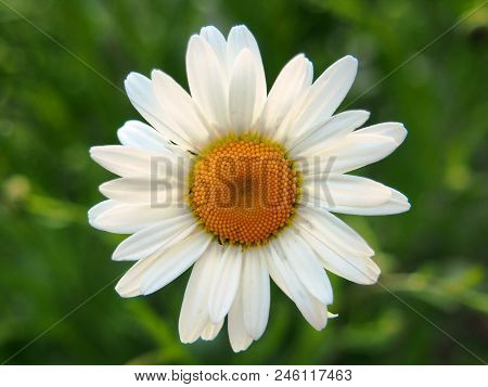 Chamomile Flower. White Petal. The Background Of The Photo Is Blurred.