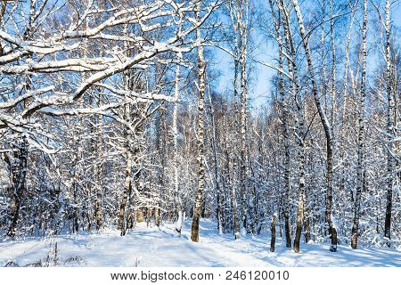 Snow-covered Birch Grove In Forest Of Timiryazevskiy Park Of Moscow City In Sunny Winter Day
