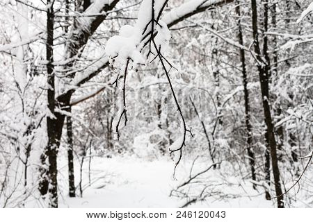 Snow-covered Twig Close Up In Snowy Forest Of Timiryazevskiy Park Of Moscow City In Overcast Winter 