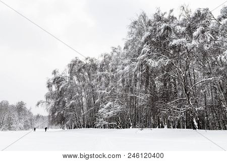 View Of Snow-covered Groves In Urban Timiryazevskiy Park In Moscow City In Winter