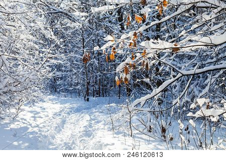 Frozen Leaves Of Maple Tree Over Path In Snow-covered Forest Of Timiryazevskiy Park Of Moscow City I