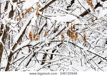 Frozen Maple Seeds On Snow-covered Trees In Snowy Forest Of Timiryazevskiy Park Of Moscow City In Ov