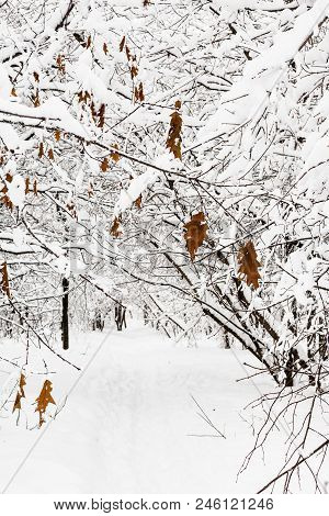 Frozen Maple Leaves On Snow-covered Branches In Snowy Forest Of Timiryazevskiy Park Of Moscow City I