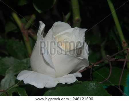A Blooming Rosebud. White Flower Petals. Garden Rose Bush.