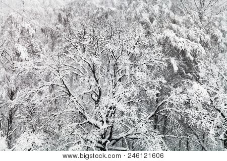 Above View Of Snow-covered Oak Tree In Snowfall In Woods Of Timiryazevskiy Park In Moscow In Winter