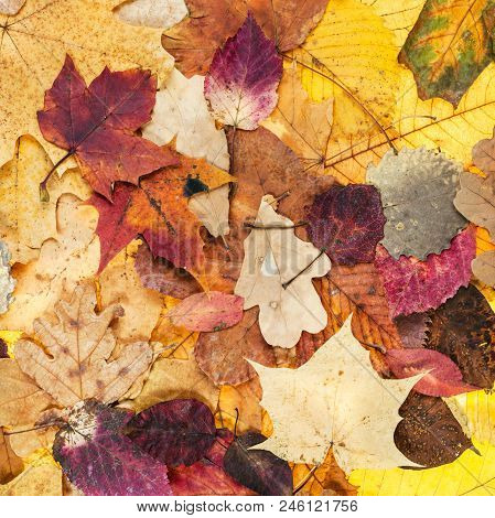 Natural Autumn Background From Various Varicolored Leaves Of Oak, Maple, Alder, Malus, Aspen Trees