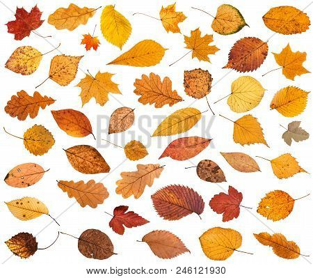 Many Various Dried Autumn Fallen Leaves Isolated On White Background