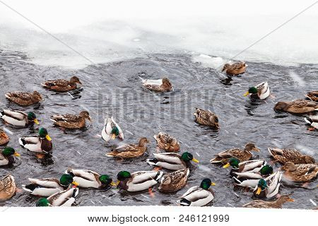 Many Ducks Swimming In Ice Hole Of Frozen Lake In Urban Timiryazevskiy Park In Moscow City In Winter