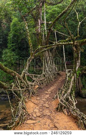 Living roots bridge near Riwai village, Cherrapunjee, Meghalaya, India. This bridge is formed by training tree roots over years to knit together.