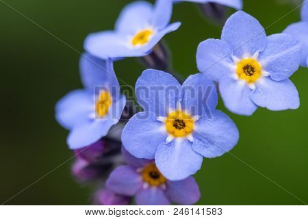 Myosotis Scorpioides Which Is Also Called Forget Me Not