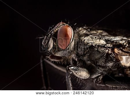 Side view portrait flesh fly - Sarcophagidae. Black background