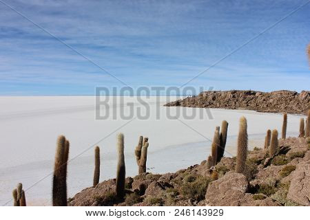 Salar De Uyuni, A Unique Place And A Wild Beauty And Its Islands Of Giant Catos