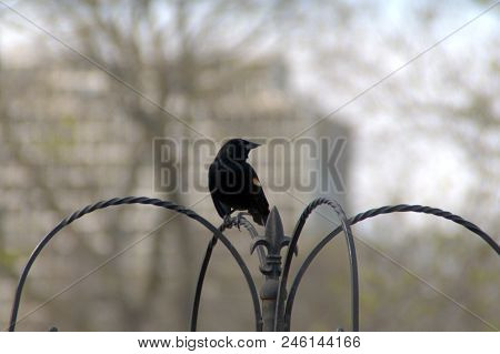 Male Red-winged Blackbird Agelaius Phoeniceus Perched On A Metal Railing Fence