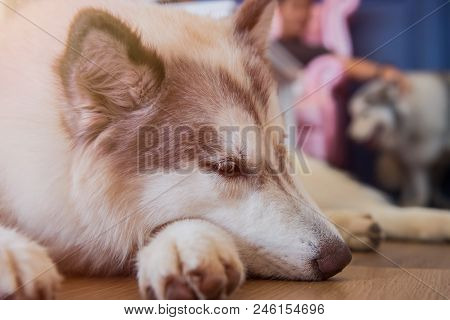 Siberian Husky, Sleepy Dog And Lovely Pet